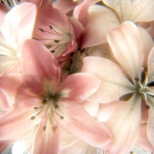 Meet your Posher, Crystal